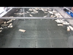 मशरूम बुलबुला सफाई मशीन